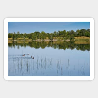 Ducks on a Lake Sticker